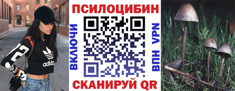 блэк спрут зеркало Сковородино Псилоцибиновые грибы Psilocybe
